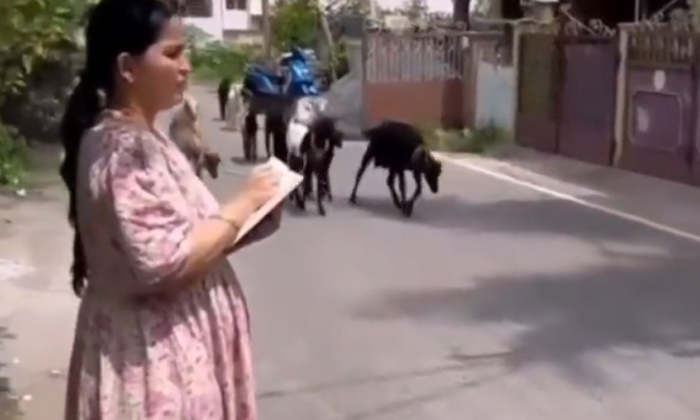  What Is This, A Woman Taking Attendance Of Goats Video Viral , Viral Video, Late-TeluguStop.com