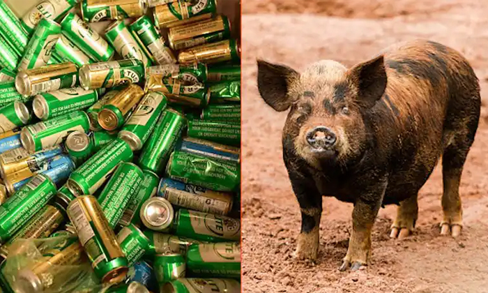 Telugu Beer Cans, Australia, Beer, Campsite, Fights Cow, Pig Drunk, Pigsteals, R