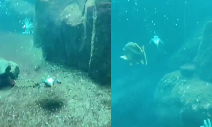  Bird Like Creature Flying At The Bottom Of The Sea Video Viral Details, Bird Lik-TeluguStop.com