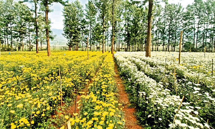 Telugu Agriculture, Chamanti Flower, Yieldchamanti-Latest News - Telugu