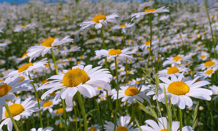 Telugu Chamanthi, Chrysanthemum, Crop-Latest News - Telugu