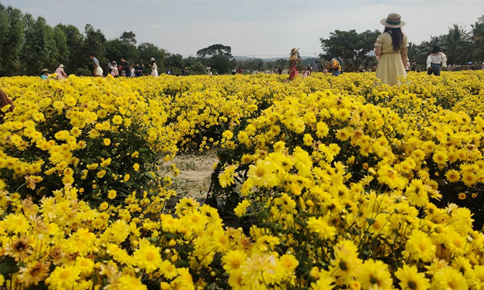 Telugu Chamanthi, Chrysanthemum, Crop-Latest News - Telugu