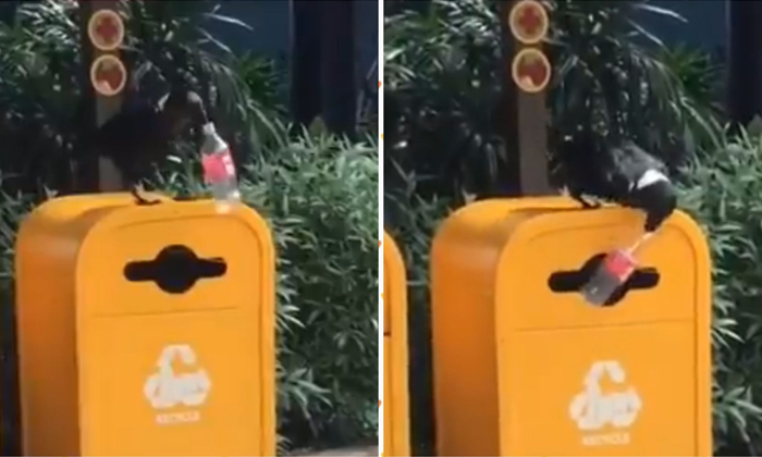  Crow Collecting A Plastic Bottle And Putting It In A Recycling Bin Video Viral D-TeluguStop.com
