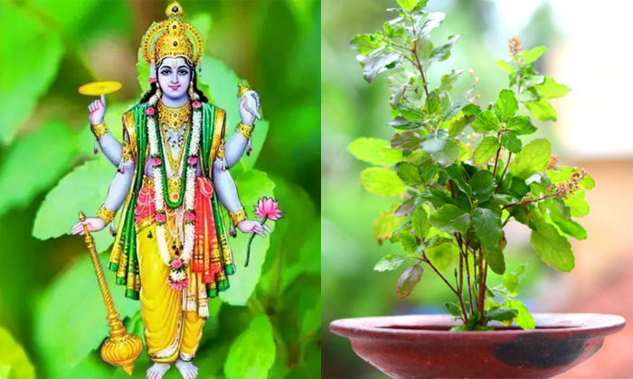  Do Tulsi Pooja Like This On Thursday To Get More Luck Details, Tulsi Pooja ,thu-TeluguStop.com