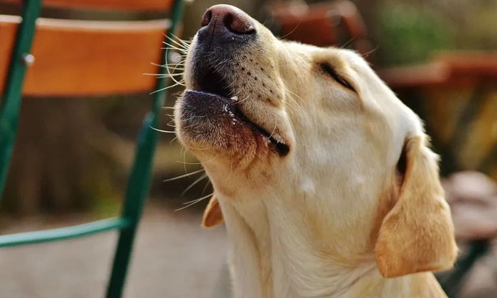  Do You Know The Sign Of A Dog Crying In Front Of Your House , Dog , Financial-TeluguStop.com