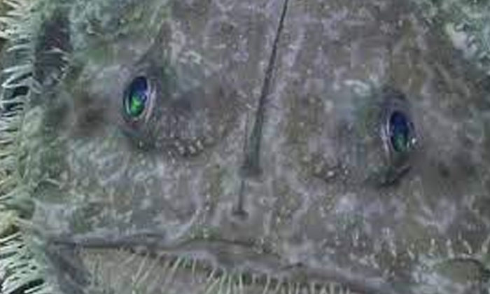  A Sea Fish That Looks Like A Devil With Bulging Eyes And Sharp Teeth If You Watc-TeluguStop.com