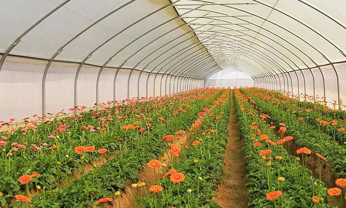  If You Want To Cultivate Flowers As A Commercial Crop Cultivate It Like This In-TeluguStop.com