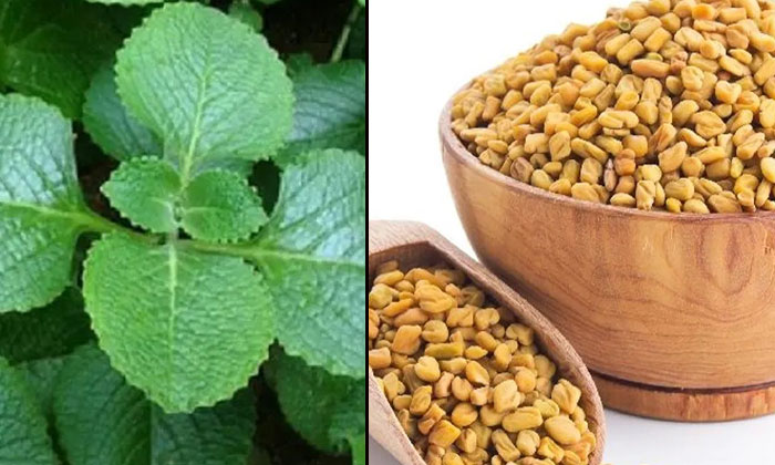 Telugu Ajwain, Ajwain Benefits, Care, Care Tips, Fall, Healthy, Thick-Telugu Hea