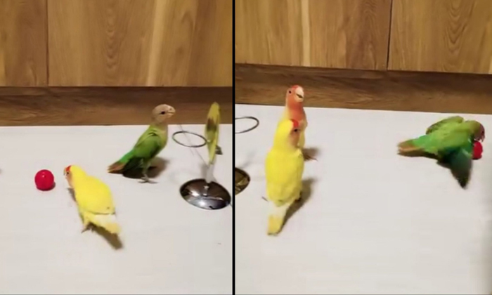  Have You Ever Seen Parrots Playing Basketball Video Viral Details, Viral Video,-TeluguStop.com