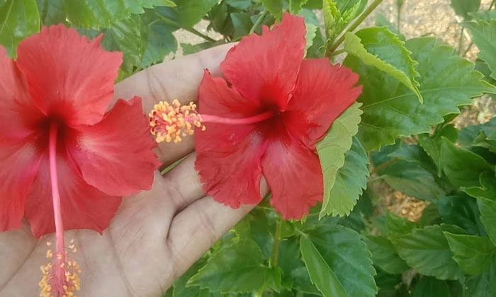  How To Use Hibiscus For Acne Free Skin , Acne Free Skin, Hibiscus Face Pack,-TeluguStop.com