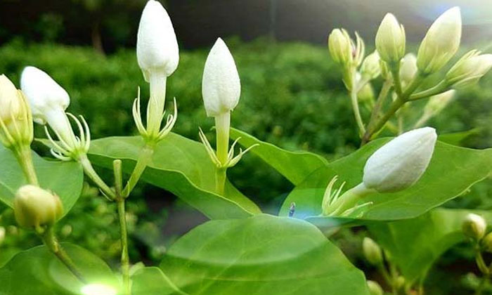 Telugu Agriculture, Bavistin, Yield, Jasmine, Jasmine Flowers-Latest News - Telu