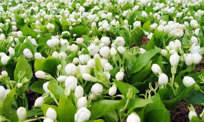  Methods To Prevent Leaf Spots And Dry Pests Of Jasmine Gardens , Jasmine Flower-TeluguStop.com