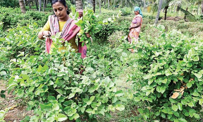 Telugu Agriculture, Cattle Manure, Jasmine Crop, Jasmine, Jasmine Flowers, Rythu