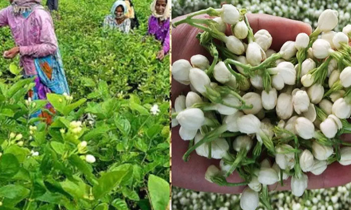 Telugu Agriculture, Cattle Manure, Jasmine Crop, Jasmine, Jasmine Flowers, Rythu