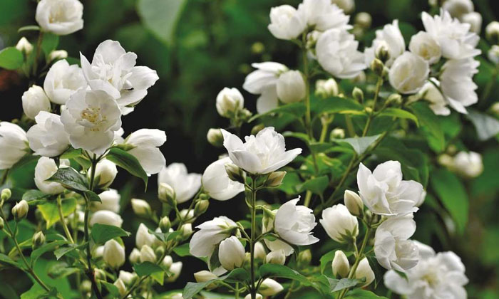  Techniques To Be Followed In The Management Of Fertilizers In Jasmine Cultivati-TeluguStop.com