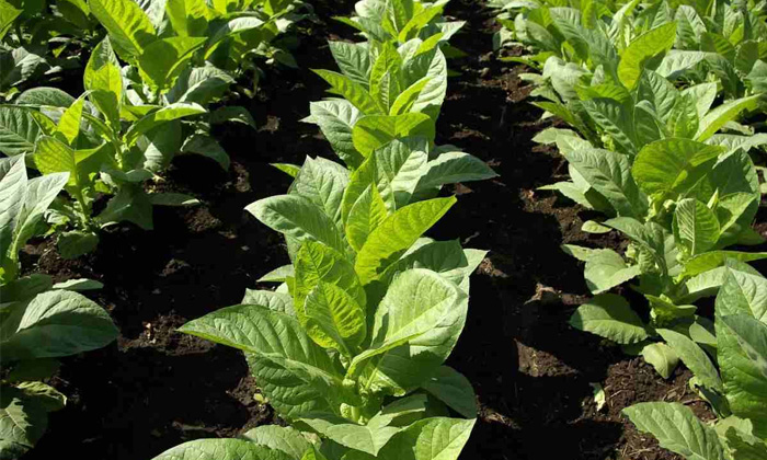 Know Farming Techniques In Tobacco Cultivation Details, Farming Techniques ,toba-TeluguStop.com