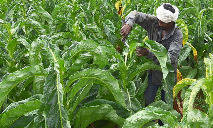 Telugu Techniques, Fertilizers, Tobacco, Tobacco Crop, Tobacco Farmers, Tobacco