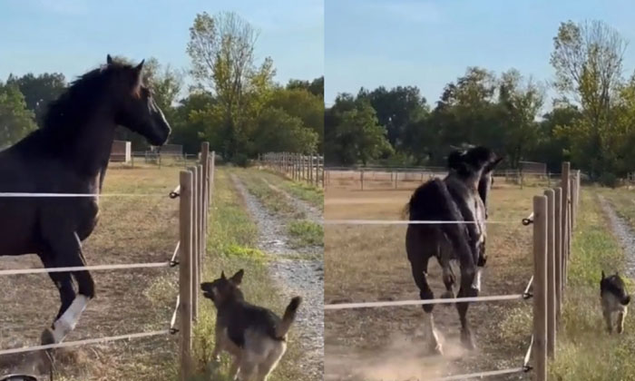  A German Shepherd Dog Competed With A Horse You Will Be Surprised To Know Which-TeluguStop.com