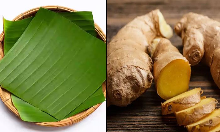 Telugu Banana Leaf Tea, Bananaleaf, Tips, Latest-Telugu Health