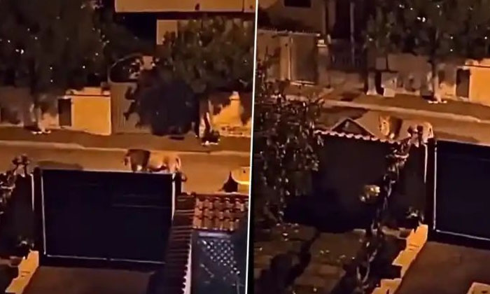  A Lion Strolling In The Streets Shocking Video Viral , Viral Video, Latest News-TeluguStop.com