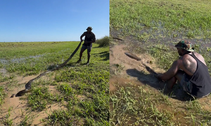  Man Catches Huge Python Video Viral On Social Media Details, Anaconda, Viral Vid-TeluguStop.com