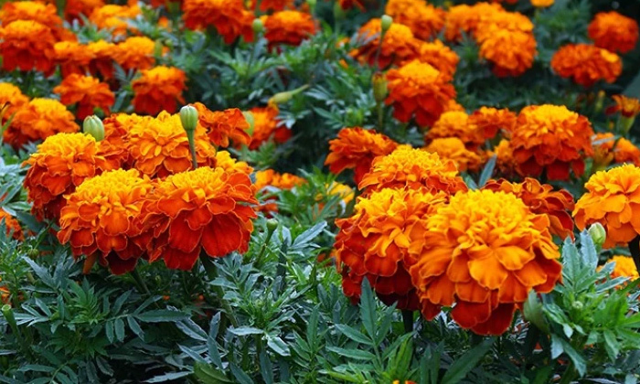  Marigold Flower Is Must In Any Festival Why These Are So Special-TeluguStop.com