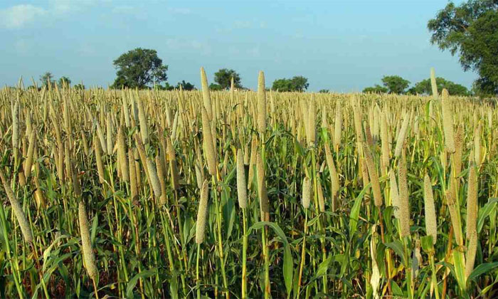  Measures To Be Taken In Pearl Millet Farming Details, Pearl Millet, Pearl Mille-TeluguStop.com