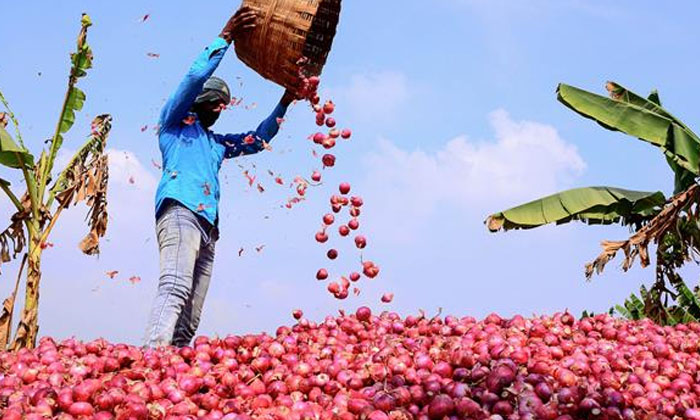  Injustice For Onion Farmers Details Here Goes Viral In Social Media , Onion ,-TeluguStop.com