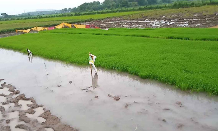 Telugu Agriculture, Farmers, Crop, Weeds-Latest News - Telugu