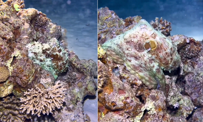 Telugu Bigger Animal, Moray Eel, Octopusdefense, Shark-Latest News - Telugu Telugu Bigger Animal, Moray Eel, Octopusdefense, Shark-Latest News - Telugu