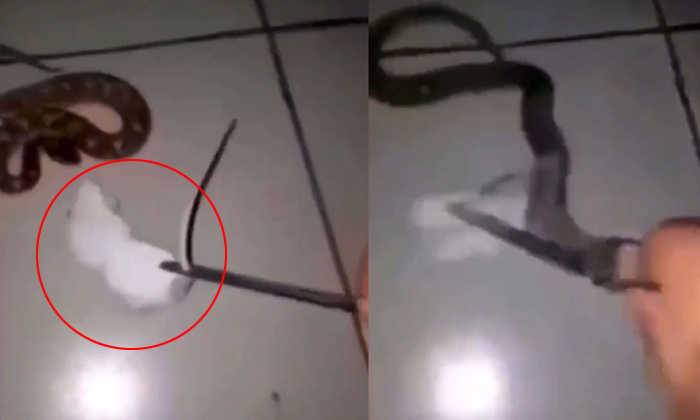 Shocking Incident When A Man Who Baited A Living Rat Viral Video Details, Viral Shocking Incident When A Man Who Baited A Living Rat Viral Video Details, Viral-TeluguStop.com