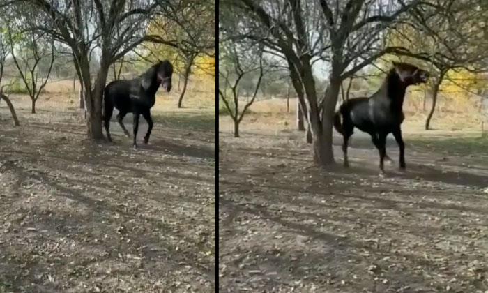  If You See How Clever This Horse Works To Make The Fruit Fall From The Tree ,vi-TeluguStop.com