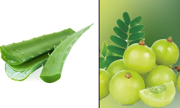  This Juice Helps To Lose Weight And Control Diabetes! Aloe Vera Amla Juice, Late-TeluguStop.com