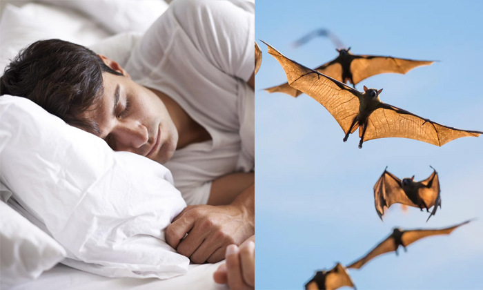 Telugu Bats, Bats Dreams, Dream Science, Dreams, Energy, Surya Bhagawan, Torn-La