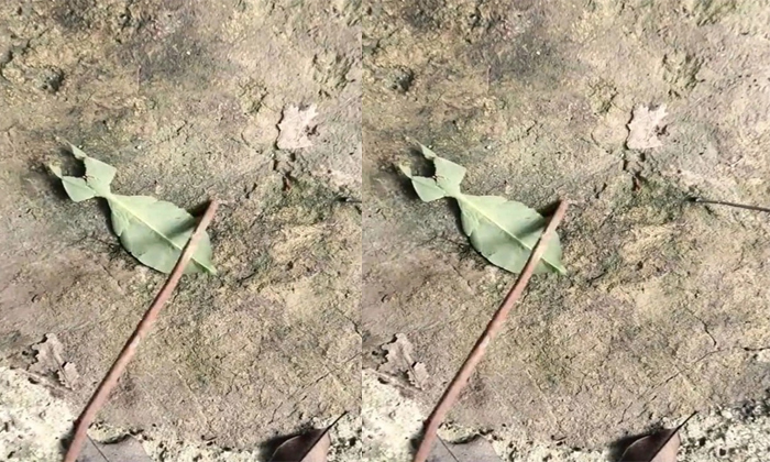 Telugu Leaf, Leaf Insect, Nature, Nature Wonders, Stick, Insect, Latest, Worm, W