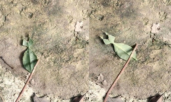  Worm Look Like Green Leaf Video Viral Details, Leaf, Moving, Viral Latest, News-TeluguStop.com