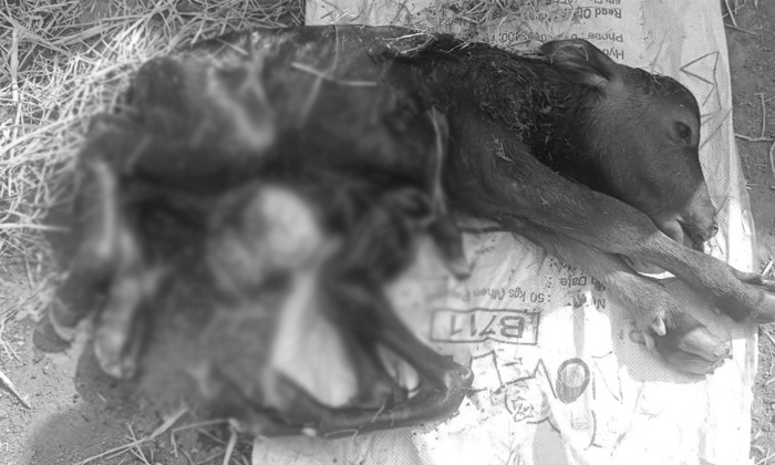  A Seven-legged Calf Dies Shortly After Birth In Suryapet District, Seven-legged-TeluguStop.com