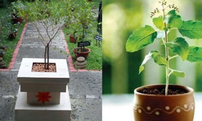 Telugu Basil, Carbon, Devotional, Sulfur, Tulsi, Vasthu, Vastu Shastra-Latest Ne