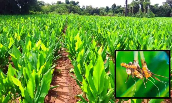 Telugu Fungus, Leaf, Turmaric, Turmeric Crop-Latest News - Telugu