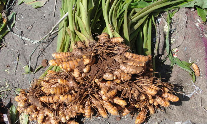 Telugu Fungus, Leaf, Turmaric, Turmeric Crop-Latest News - Telugu