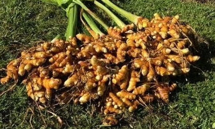  Actions For The Prevention Of Leaf Blight In Turmeric Crop , Turmaric, Turmeric-TeluguStop.com