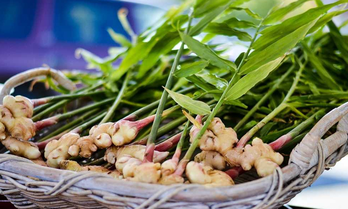  Actions For The Prevention Of Root Rot Pests In Ginger Cultivation , Ginger Cult-TeluguStop.com