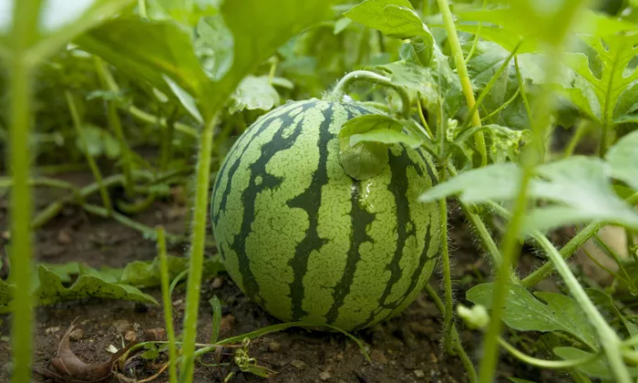 Telugu Agricultural, Fiber Rot, Genus Polytheum, Pestresistant, Watermelon-Lates