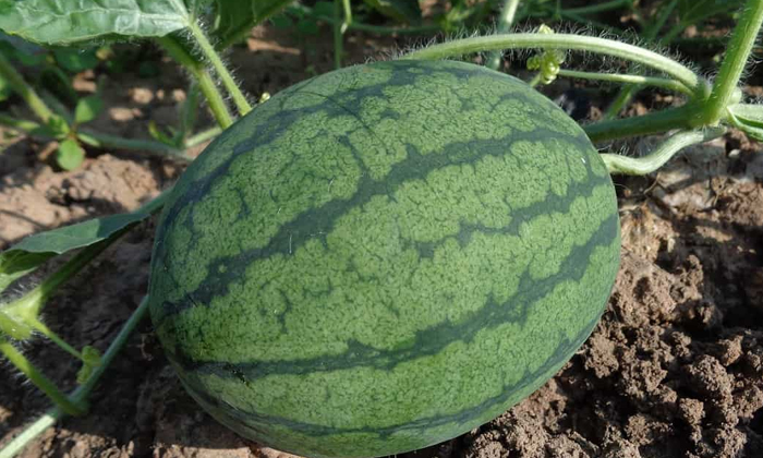  Actions To Prevent Root Rot In Watermelon Cultivation, Watermelon Cultivation, A-TeluguStop.com
