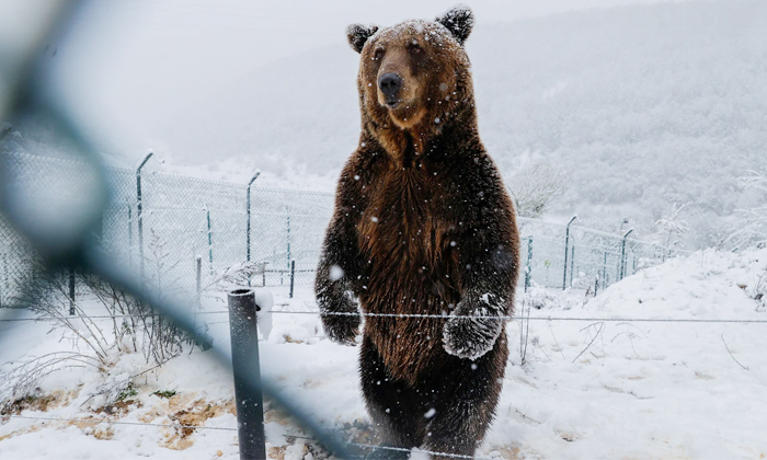 Telugu Bear, Bear Behavior, Change, Scarcity-Telugu NRI