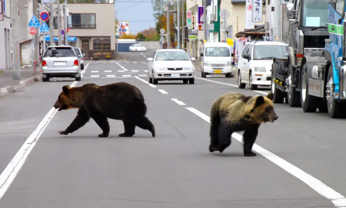  Bear Attacks On Citizens Are Increasing In Japan Details, Bear Attacks, Human-wi-TeluguStop.com