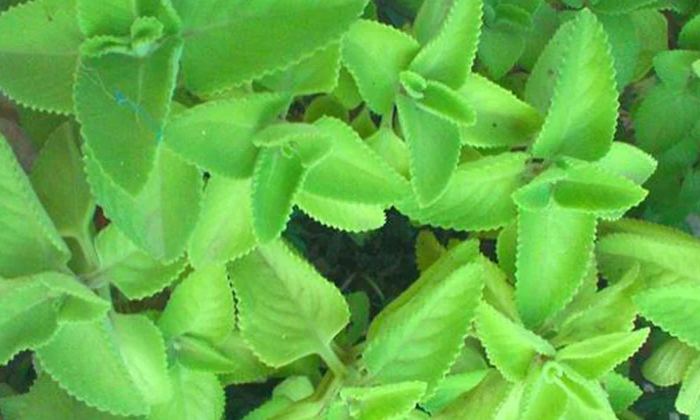  Best Way To Use Ajwain Leaves For Thick Hair! Ajwain Leaves, Ajwain Leaves Benef-TeluguStop.com