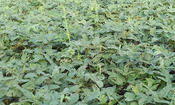  Black Gram Cultivation Pests Ownership Practices-TeluguStop.com