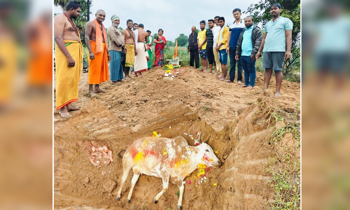  Cow And Calf Died Due To Negligence Of Veterinary Hospital Staff, Cow ,calf , Co-TeluguStop.com