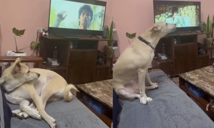  Dog Reaction Hearing Kabir Singh Dil Ka Dariya Song Video Viral Details, Dog’s-TeluguStop.com